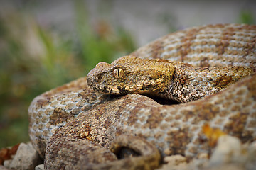 Image showing close up of rare Milos viper