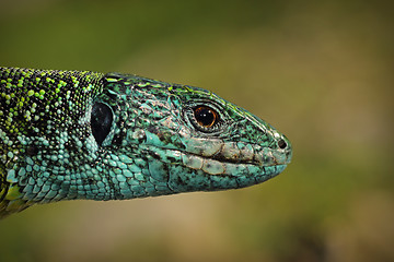 Image showing green lizard closeup of head