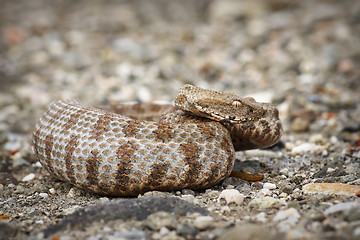 Image showing beautiful Milos viper