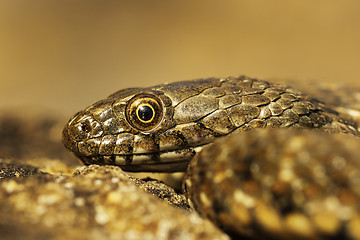 Image showing juvenile dice snake portrait