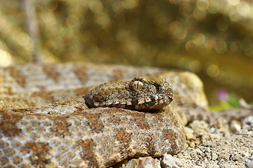 Image showing Milos blunt nosed viper, portrait