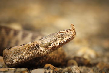 Image showing macro shot of Vipera ammodytes montandoni