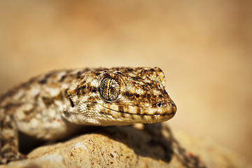 Image showing Kotschy\'s Naked-toed Gecko, portrait