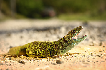 Image showing male green lizard ready to attack