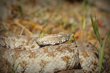 Image showing Macrovipera lebetina schweizeri portrait