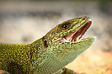 Image showing european green lizard trying to bitei