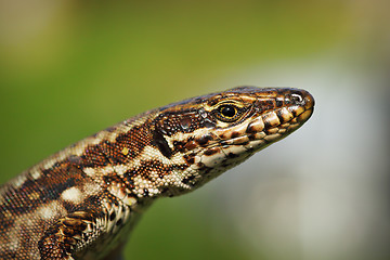 Image showing macro portrait of common wall lizard