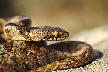Image showing portrait of juvenile cat snake