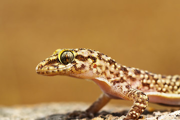 Image showing portrait of mediterranean house gecko