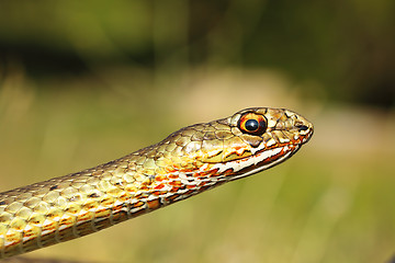 Image showing portrait of eastern montpellier snake