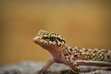 Image showing portrait of curious mediterranean house gecko