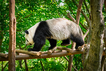 Image showing Giant panda bear in China