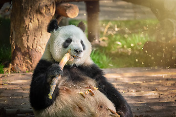 Image showing Giant panda bear in China