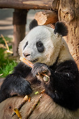 Image showing Giant panda bear in China