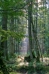 Image showing Misty sunrise morning in deciduous forest