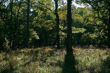 Image showing Backlit oak trees in morning sun