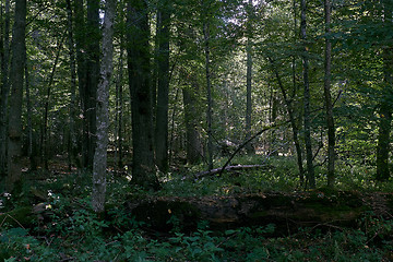 Image showing Old natural deciduous stand in autumn