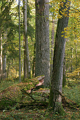 Image showing Deciduous stand in autumn morning