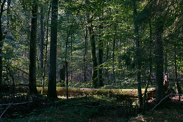 Image showing Shady deciduous stand