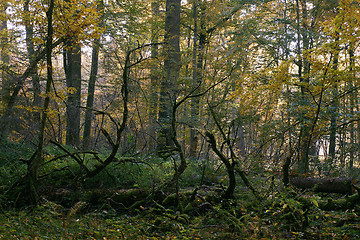 Image showing Oak tree broken lying over ground