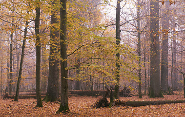 Image showing Misty morning in autumnal forest