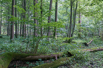 Image showing Alder tree deciduous stand