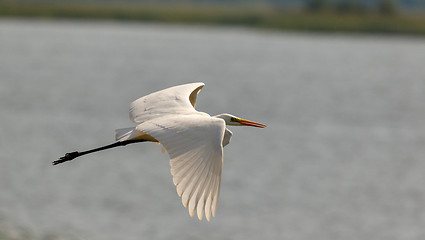 Image showing Great Egret(Ardea alba) in flight