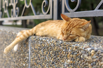 Image showing Red street cat is sleeping outside