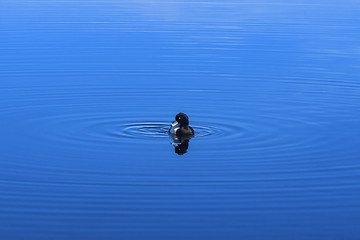 Image showing Black and white duckling on surface of blue lake