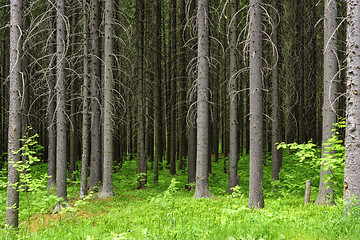 Image showing Wild pine forest background in summer day