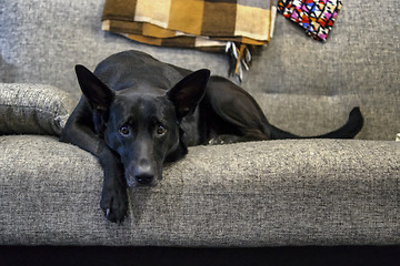 Image showing Black shepherd dog sad without owner on couch