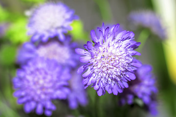 Image showing Bouquet of tender blue-violet flowers