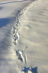 Image showing Traces of footprints in snowdrifts in winter