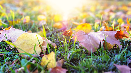 Image showing Autumn leaves on grass at setting sun