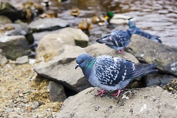 Image showing Rock doves on river shore in autumn