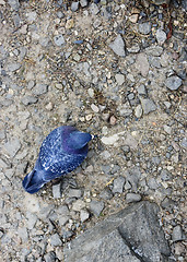 Image showing Pigeon on rocky ground in food search