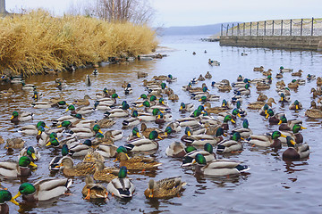 Image showing Flock of ducks and drakes going to wintering in river mouth