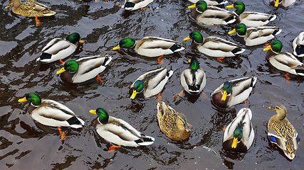 Image showing Ducks and drakes pattern in river