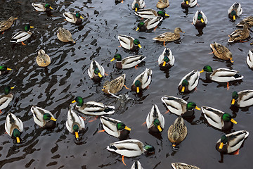 Image showing Flock of ducks going to wintering in river