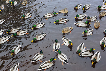 Image showing Many ducks in river in autumn