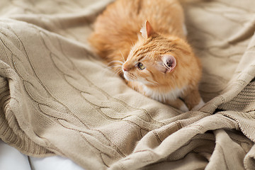 Image showing red tabby cat lying on blanket at home in winter