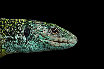 Image showing Green lizard isolated portrait