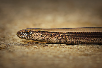 Image showing closeup of juvenile slow worm
