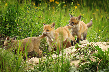 Image showing playful red fox cubs