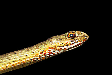 Image showing portrait of beautiful snake