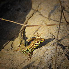 Image showing rare Milos wall lizard