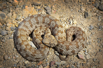 Image showing rarest european viper in Milos island