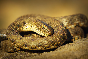 Image showing dice snake showing thanatosis