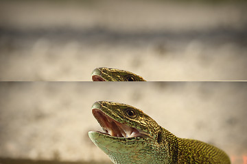 Image showing portrait of angry green lizard