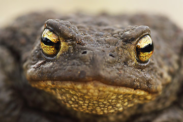 Image showing macro image of Bufo bufo head